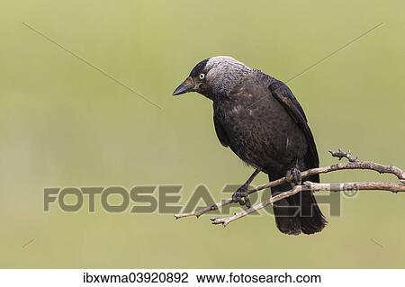 "Jackdaw (Corvus monedula) sitting on branch, Lake Neusiedl, Austria, Europe" View Large Photo Image Stock Image - "Jackdaw (Corvus monedula) sitting on branch, Lake Neusiedl, Austria, Europe". Fotosearch