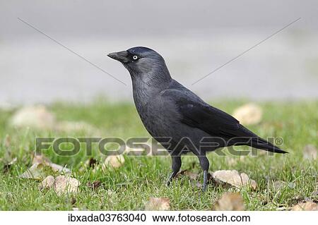 Stock Image - "Jackdaw (Corvus monedula) standing on a meadow, Fehmarn Island, Schleswig-Holstein, Germany, Europe". Fotosearch