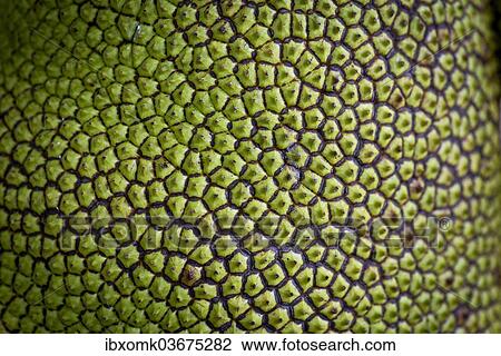 "Jackfruit, Jack Tree (Artocarpus heterophyllus), detail of the fruit, Peermade, Kerala, India, Asia" View Large Photo Image Stock Image - "Jackfruit, Jack Tree (Artocarpus heterophyllus), detail of the fruit, Peermade, Kerala, India, Asia". Fotosearch