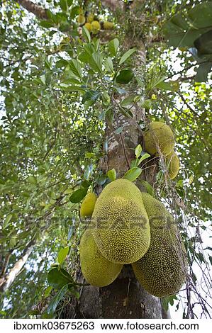 "Jackfruit or Jack Tree (Artocarpus heterophyllus), fruit growing on the tree, Peermade, Kerala, India, Asia" View Large Photo Image Stock Image - "Jackfruit or Jack Tree (Artocarpus heterophyllus), fruit growing on the tree, Peermade, Kerala, India, Asia". Fotosearch