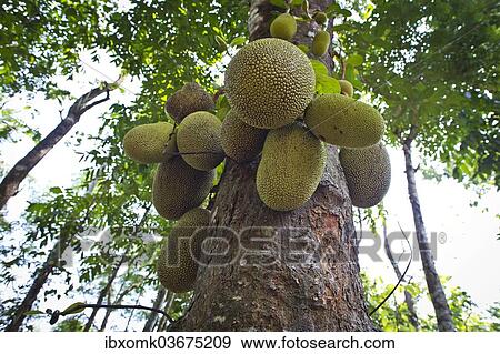"Jackfruit or Jack Tree (Artocarpus heterophyllus), fruit growing on the tree, Peermade, Kerala, India, Asia" View Large Photo Image Stock Photo - "Jackfruit or Jack Tree (Artocarpus heterophyllus), fruit growing on the tree, Peermade, Kerala, India, Asia". Fotosearch