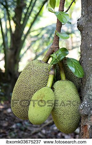 "Jackfruit or Jack Tree (Artocarpus heterophyllus), fruit growing on the tree, Peermade, Kerala, India, Asia" View Large Photo Image Stock Photo - "Jackfruit or Jack Tree (Artocarpus heterophyllus), fruit growing on the tree, Peermade, Kerala, India, Asia". Fotosearch