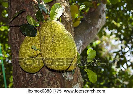 Stock Photography - "Jackfruits (Artocarpus heterophyllus) growing on a on Jackfruit Tree, Sri Lanka, Asia". Fotosearch