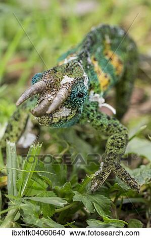 "Jackson's Chameleon (Trioceros jacksonii), male, Bwindi Impenetrable Forest National Park, Uganda, Africa" View Large Photo Image Stock Image - "Jackson's Chameleon (Trioceros jacksonii), male, Bwindi Impenetrable Forest National Park, Uganda, Africa". Fotosearch