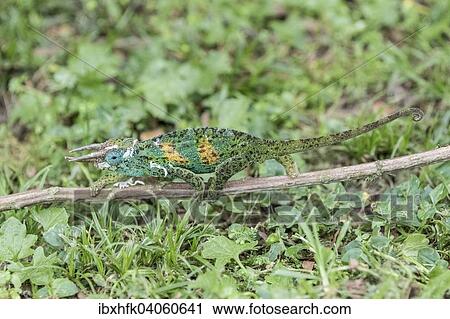 "Jackson's Chameleon (Trioceros jacksonii), male, Bwindi Impenetrable Forest National Park, Uganda, Africa" View Large Photo Image Stock Image - "Jackson's Chameleon (Trioceros jacksonii), male, Bwindi Impenetrable Forest National Park, Uganda, Africa". Fotosearch