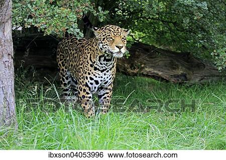 "Jaguar (Panthera onca), adult, native to South America, captive, England, United Kingdom, Europe" View Large Photo Image Stock Photograph - "Jaguar (Panthera onca), adult, native to South America, captive, England, United Kingdom, Europe". Fotosearch
