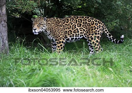 "Jaguar (Panthera onca), adult, native to South America, captive, England, United Kingdom, Europe" View Large Photo Image Stock Photography - "Jaguar (Panthera onca), adult, native to South America, captive, England, United Kingdom, Europe". Fotosearch