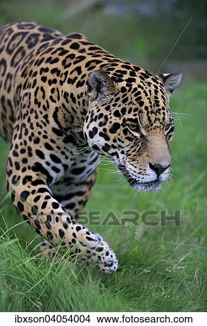 "Jaguar (Panthera onca), adult, stalking, native to South America, captive, England, United Kingdom, Europe" View Large Photo Image Picture - "Jaguar (Panthera onca), adult, stalking, native to South America, captive, England, United Kingdom, Europe". Fotosearch
