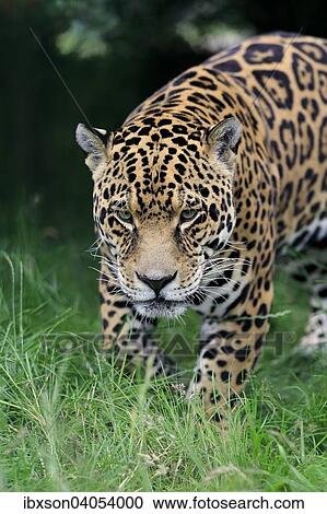 Stock Image - "Jaguar (Panthera onca), adult, stalking, native to South America, captive, England, United Kingdom, Europe". Fotosearch