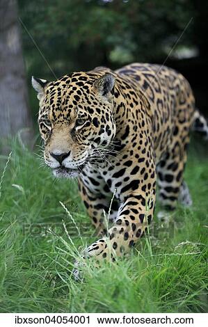 "Jaguar (Panthera onca), adult, stalking, native to South America, captive, England, United Kingdom, Europe" View Large Photo Image Stock Image - "Jaguar (Panthera onca), adult, stalking, native to South America, captive, England, United Kingdom, Europe". Fotosearch