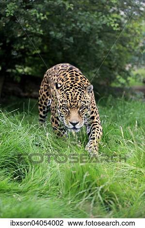 "Jaguar (Panthera onca), adult, stalking, native to South America, captive, England, United Kingdom, Europe" View Large Photo Image Stock Image - "Jaguar (Panthera onca), adult, stalking, native to South America, captive, England, United Kingdom, Europe". Fotosearch