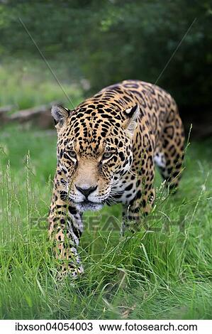Stock Image - "Jaguar (Panthera onca), adult, stalking, native to South America, captive, England, United Kingdom, Europe". Fotosearch