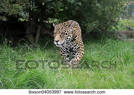 "Jaguar (Panthera onca), adult, stalking, native to South America, captive, England, United Kingdom, Europe" View Large Photo Image Stock Photo - "Jaguar (Panthera onca), adult, stalking, native to South America, captive, England, United Kingdom, Europe". Fotosearch