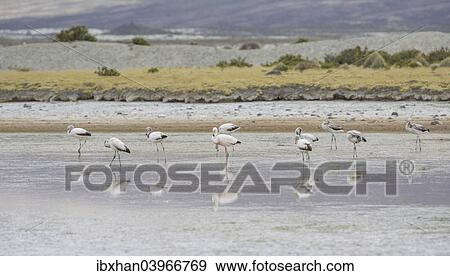 "James's flamingo (Phoenicoparrus jamesi), Putre, Arica y Parinacota Region, Chile, South America" View Large Photo Image Stock Photo - "James's flamingo (Phoenicoparrus jamesi), Putre, Arica y Parinacota Region, Chile, South America". Fotosearch