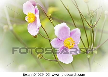 Japanese Anemone (Anemone hupehensis) View Large Photo Image Stock Image - Japanese Anemone (Anemone hupehensis). Fotosearch