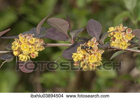 "Japanese Barberry (Berberis thunbergii atropurpurea), branch with flowers, Baden-Wurttemberg, Germany, Europe" View Large Photo Image Picture - "Japanese Barberry (Berberis thunbergii atropurpurea), branch with flowers, Baden-Wurttemberg, Germany, Europe". Fotosearch