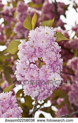 "Japanese Cherry or Oriental Cherry (Prunus serrulata), flowering" View Large Photo Image Stock Photo - "Japanese Cherry or Oriental Cherry (Prunus serrulata), flowering". Fotosearch