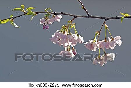Stock Photography - Japanese Cherry (Prunus serrulata). Fotosearch