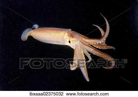 "Japanese common squid or Japanese flying squid (Todarodes pacificus), Japan Sea, Primorsky Krai, Russian Federation, Far East" View Large Photo Image Stock Image - "Japanese common squid or Japanese flying squid (Todarodes pacificus), Japan Sea, Primorsky Krai, Russian Federation, Far East". Fotosearch