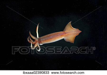 "Japanese common squid or Japanese flying squid (Todarodes pacificus), Japan Sea, Primorsky Krai, Russian Federation" View Large Photo Image Stock Image - "Japanese common squid or Japanese flying squid (Todarodes pacificus), Japan Sea, Primorsky Krai, Russian Federation". Fotosearch