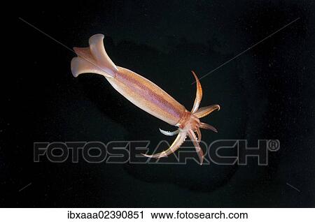 "Japanese common squid or Japanese flying squid (Todarodes pacificus), Japan Sea, Primorsky Krai, Russian Federation" View Large Photo Image Stock Image - "Japanese common squid or Japanese flying squid (Todarodes pacificus), Japan Sea, Primorsky Krai, Russian Federation". Fotosearch