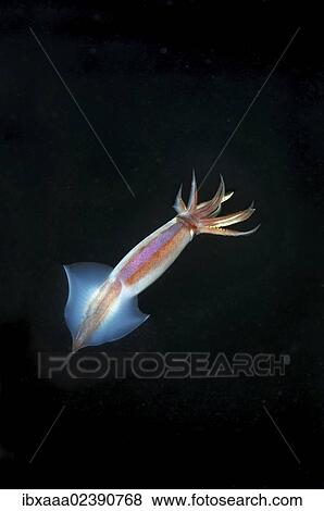 "Japanese common squid or Japanese flying squid (Todarodes pacificus), Japan Sea, Russian Far East, Primorsky Krai, Russian Federation" View Large Photo Image Stock Photo - "Japanese common squid or Japanese flying squid (Todarodes pacificus), Japan Sea, Russian Far East, Primorsky Krai, Russian Federation". Fotosearch