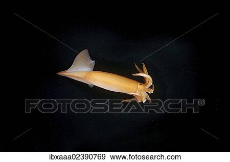 "Japanese common squid or Japanese flying squid (Todarodes pacificus), Japan Sea, Russian Far East, Primorsky Krai, Russian Federation" View Large Photo Image Stock Photo - "Japanese common squid or Japanese flying squid (Todarodes pacificus), Japan Sea, Russian Far East, Primorsky Krai, Russian Federation". Fotosearch