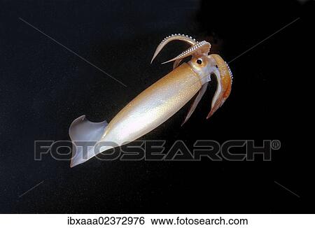 "Japanese common squid or Japanese flying squid (Todarodes pacificus), Japan Sea, Far East, Primorsky Krai, Russian Federation" View Large Photo Image Stock Photograph - "Japanese common squid or Japanese flying squid (Todarodes pacificus), Japan Sea, Far East, Primorsky Krai, Russian Federation". Fotosearch