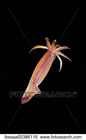 "Japanese common squid or Japanese flying squid (Todarodes pacificus), Japan Sea, Primorsky Krai, Russian Federation, Far East" View Large Photo Image Stock Photograph - "Japanese common squid or Japanese flying squid (Todarodes pacificus), Japan Sea, Primorsky Krai, Russian Federation, Far East". Fotosearch