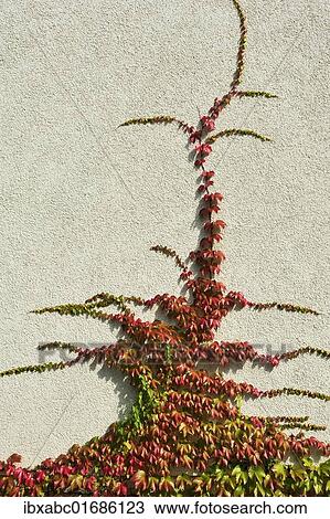 "Japanese creeper, Boston ivy, Grape ivy, Japanese ivy (Parthenocissus tricuspidata) on a house wall" View Large Photo Image Stock Image - "Japanese creeper, Boston ivy, Grape ivy, Japanese ivy (Parthenocissus tricuspidata) on a house wall". Fotosearch