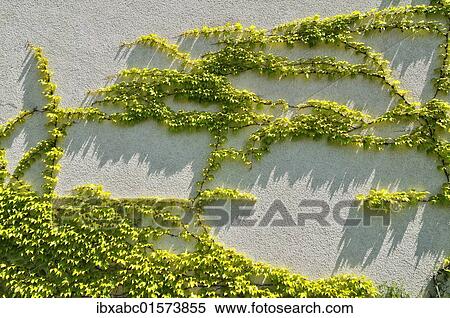 "Japanese creeper, Boston ivy, Grape ivy, Japanese ivy, and woodbine (Parthenocissus tricuspidata) on a house wall, Munich, Bavaria, Germany, Europe" View Large Photo Image Stock Photography - "Japanese creeper, Boston ivy, Grape ivy, Japanese ivy, and woodbine (Parthenocissus tricuspidata) on a house wall, Munich, Bavaria, Germany, Europe". Fotosearch