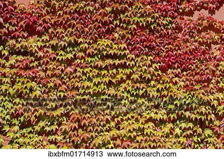 "Japanese creeper, Boston ivy or Grape ivy (Parthenocissus tricuspidata), autumn" View Large Photo Image Stock Image - "Japanese creeper, Boston ivy or Grape ivy (Parthenocissus tricuspidata), autumn". Fotosearch