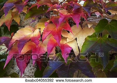 "Japanese Creeper, Boston Ivy or Woodbine (Parthenocissus tricuspidata), Bavaria, Germany, Europe" View Large Photo Image Stock Image - "Japanese Creeper, Boston Ivy or Woodbine (Parthenocissus tricuspidata), Bavaria, Germany, Europe". Fotosearch