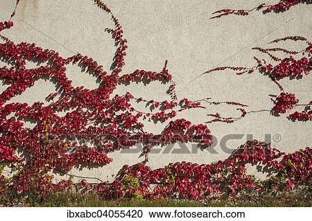 "Japanese Creeper, Boston Ivy or Woodbine (Parthenocissus tricuspidata), Bavaria, Germany, Europe" View Large Photo Image Stock Image - "Japanese Creeper, Boston Ivy or Woodbine (Parthenocissus tricuspidata), Bavaria, Germany, Europe". Fotosearch