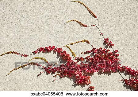 "Japanese Creeper, Boston Ivy or Woodbine (Parthenocissus tricuspidata), Bavaria, Germany, Europe" View Large Photo Image Stock Photo - "Japanese Creeper, Boston Ivy or Woodbine (Parthenocissus tricuspidata), Bavaria, Germany, Europe". Fotosearch