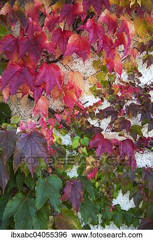 "Japanese Creeper, Boston Ivy or Woodbine (Parthenocissus tricuspidata), Bavaria, Germany, Europe" View Large Photo Image Stock Photograph - "Japanese Creeper, Boston Ivy or Woodbine (Parthenocissus tricuspidata), Bavaria, Germany, Europe". Fotosearch