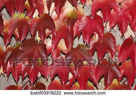 "Japanese Creeper (Parthenocissus tricuspidata), autumnal colouration, on a wall" View Large Photo Image Stock Image - "Japanese Creeper (Parthenocissus tricuspidata), autumnal colouration, on a wall". Fotosearch