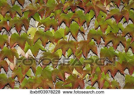 Stock Photo - Japanese Creeper (Parthenocissus tricuspidata) on a wall. Fotosearch