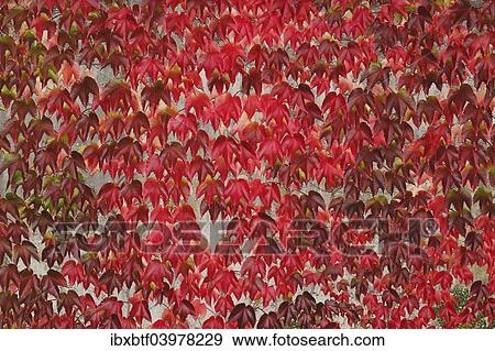"Japanese Creeper (Parthenocissus tricuspidata), autumnal colouration, on a wall" View Large Photo Image Stock Photo - "Japanese Creeper (Parthenocissus tricuspidata), autumnal colouration, on a wall". Fotosearch