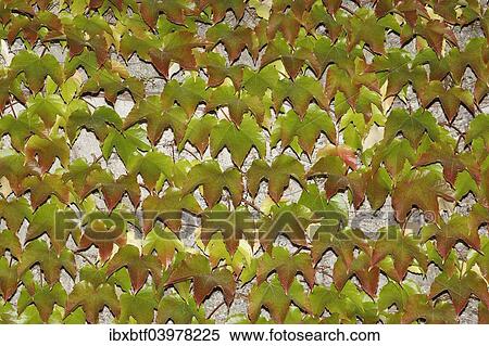 Japanese Creeper (Parthenocissus tricuspidata) on a wall View Large Photo Image Stock Photography - Japanese Creeper (Parthenocissus tricuspidata) on a wall. Fotosearch