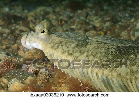 Stock Image - "Japanese flounder (Pleuronectes japonicus), Japan sea, Primorsky Krai, Russia, Europe". Fotosearch