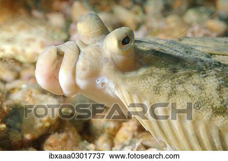"Japanese flounder (Pleuronectes japonicus), Sea of Japan, Far East, Primorsky Krai, Russian Federation, Sea of Japan, Russia, Europe" View Large Photo Image Stock Photo - "Japanese flounder (Pleuronectes japonicus), Sea of Japan, Far East, Primorsky Krai, Russian Federation, Sea of Japan, Russia, Europe". Fotosearch