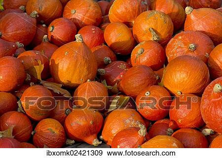 "Japanese Hokkaido pumpkins (Cucurbita maxima), Baden-Wuerttemberg, Germany, Europe" View Large Photo Image Stock Photo - "Japanese Hokkaido pumpkins (Cucurbita maxima), Baden-Wuerttemberg, Germany, Europe". Fotosearch