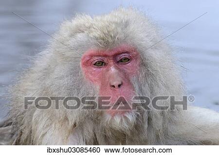 "Japanese Macaque or Snow Monkey (Macaca fuscata), portrait, Affenpark Jigokudani, Nagano Prafektur, Japan, Asia" View Large Photo Image Stock Image - "Japanese Macaque or Snow Monkey (Macaca fuscata), portrait, Affenpark Jigokudani, Nagano Prafektur, Japan, Asia". Fotosearch