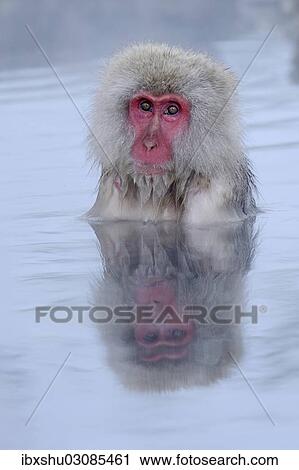 "Japanese Macaque or Snow Monkey (Macaca fuscata), taking a bath in a hot spring, with reflection, Affenpark Jigokudani, Nagano Prafektur, Japan, Asia" View Large Photo Image Stock Image - "Japanese Macaque or Snow Monkey (Macaca fuscata), taking a bath in a hot spring, with reflection, Affenpark Jigokudani, Nagano Prafektur, Japan, Asia". Fotosearch