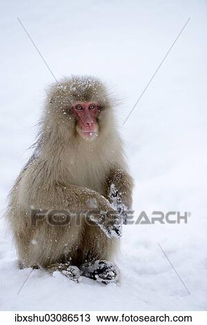 Stock Image - "Japanese Macaque or Snow Monkey (Macaca fuscata), sitting on snow, Affenpark Jigokudani, Nagano Prafektur, Japan, Asia". Fotosearch