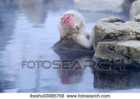 "Japanese Macaque or Snow Monkey (Macaca fuscata), taking a bath in a hot spring, Affenpark Jigokudani, Nagano Prafektur, Japan, Asia" View Large Photo Image Stock Photo - "Japanese Macaque or Snow Monkey (Macaca fuscata), taking a bath in a hot spring, Affenpark Jigokudani, Nagano Prafektur, Japan, Asia". Fotosearch