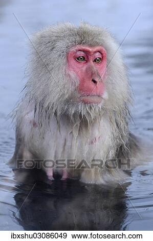Stock Photo - "Japanese Macaque or Snow Monkey (Macaca fuscata), taking a bath in a hot spring, Affenpark Jigokudani, Nagano Prafektur, Japan, Asia". Fotosearch