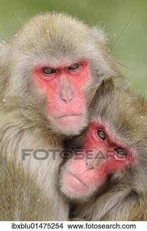 Japanese macaques (Macaca fuscata) in winter View Large Photo Image Picture - Japanese macaques (Macaca fuscata) in winter. Fotosearch