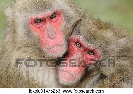 Japanese macaques (Macaca fuscata) in winter View Large Photo Image Stock Image - Japanese macaques (Macaca fuscata) in winter. Fotosearch